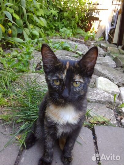 Котята-девочки