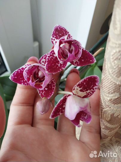 Орхидея фаленопсис пелорик