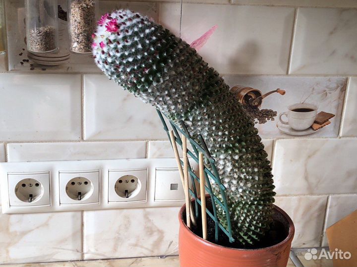 Кактус цветущий Мамилярия