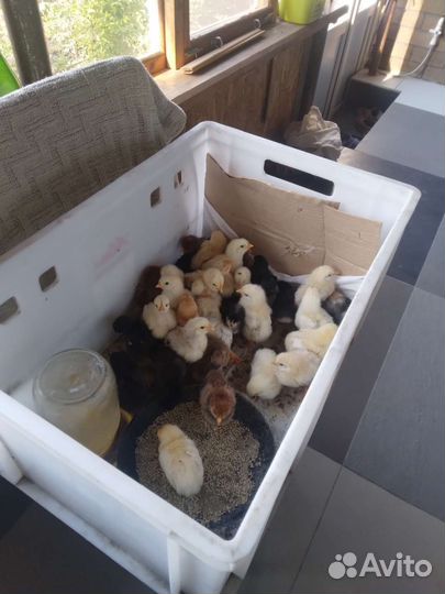 Куры молодки