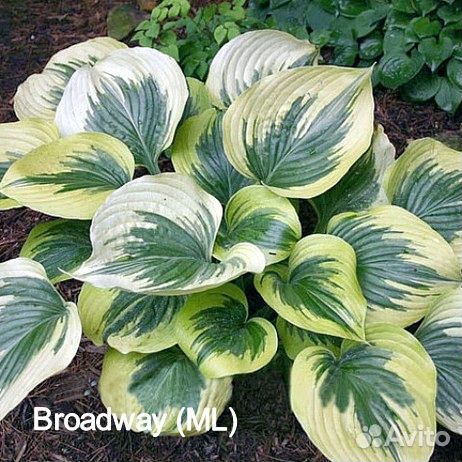 Хосты First Blush,Hands Up,White Feather,Broadway