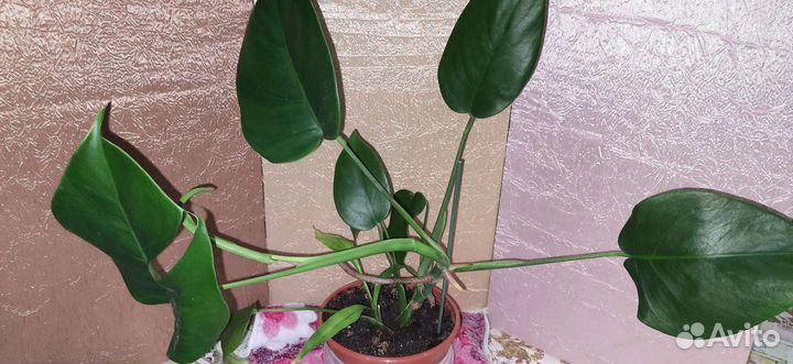 Монстера и бамбук