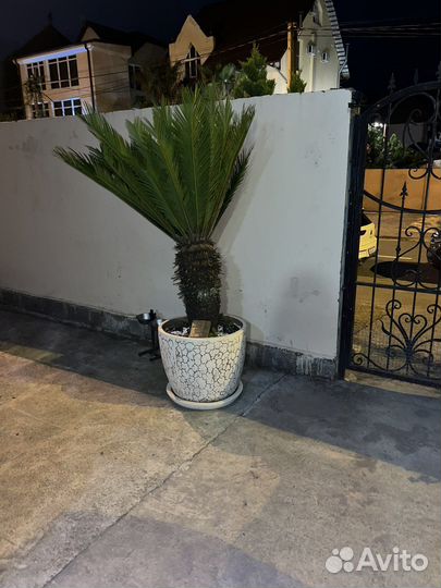 Саговая пальма