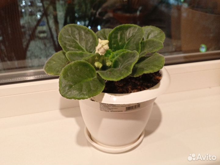 Фиалка в горшке