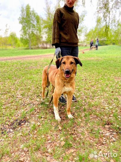 Спасите Тиффани из приюта