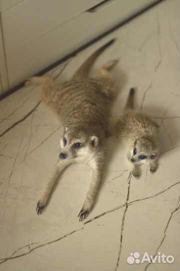 Суриката маленькая