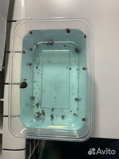 Улитки аквариумные