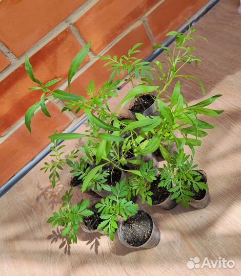 Шафраны, бархатцы, алиссум