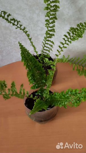 Папоротник комнатный