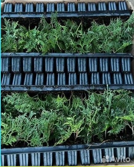 Саженцы туи, туя смарагд