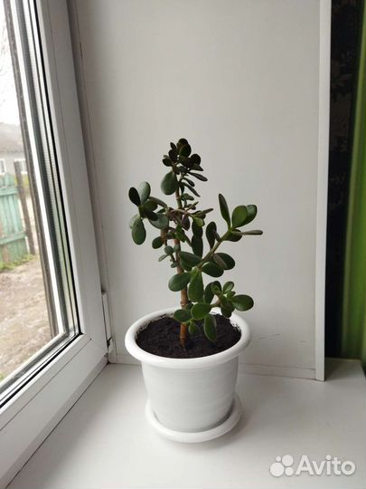 Денежное дерево