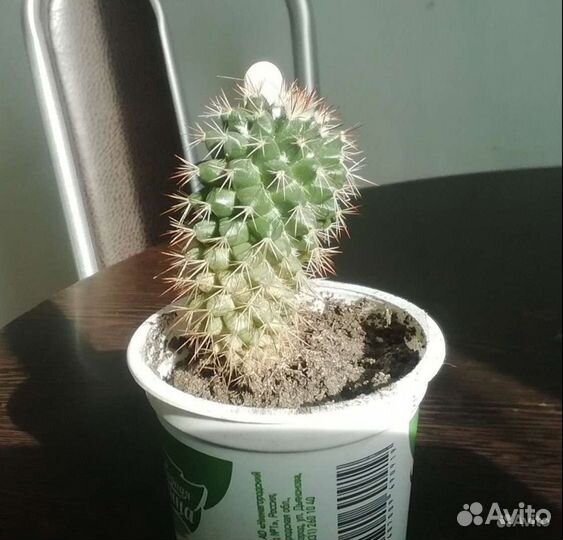 Саккуленты