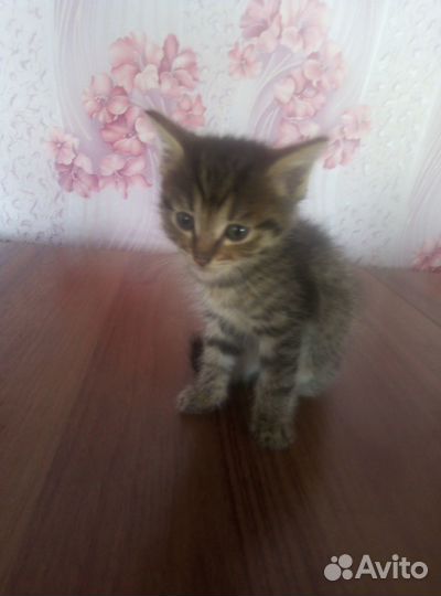 Котята в добрые руки бесплатно