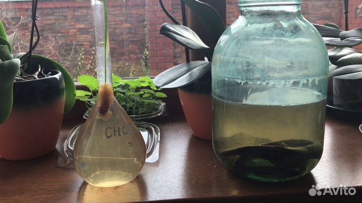 Инфузория, Аулофорус