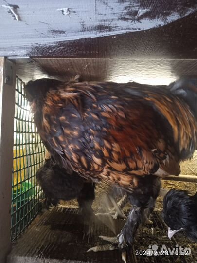 Павловский петух(золото)