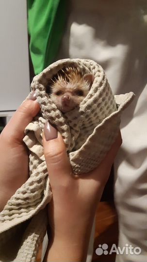 Продам Африканского ежа (девочка)