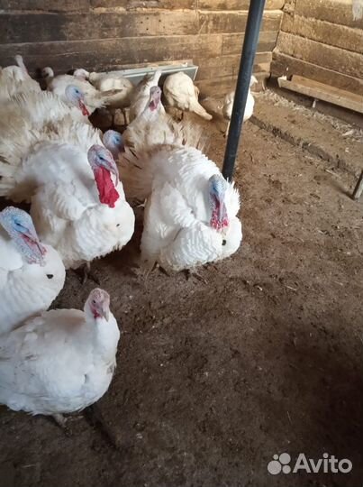 Индюки белые широкогрудые