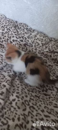 Котенок мальчик бесплатно