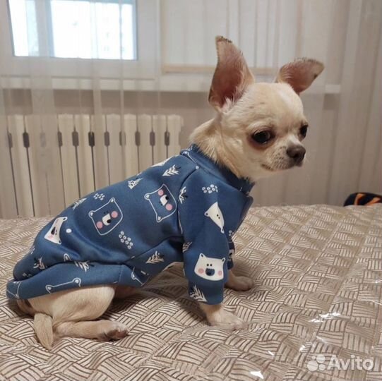 Кофта для мелкой собачки+шлейка