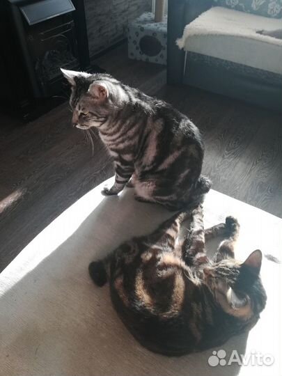 Мини рысята