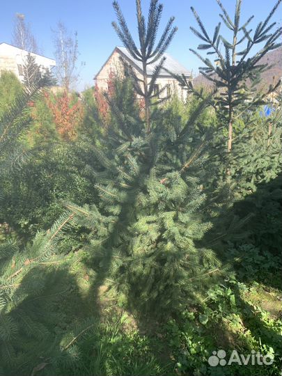 Ель энгельмана