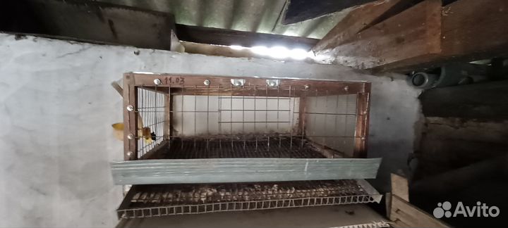 Клетки для перепелов