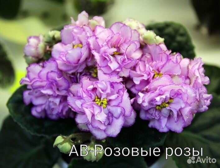 Детки сортовых фиалок