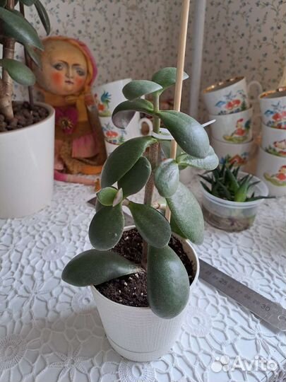 Толстянка Денежное дерево, комнатные цветы