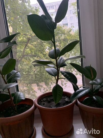 Комнатные растения