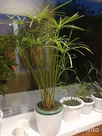 Циперус папирус