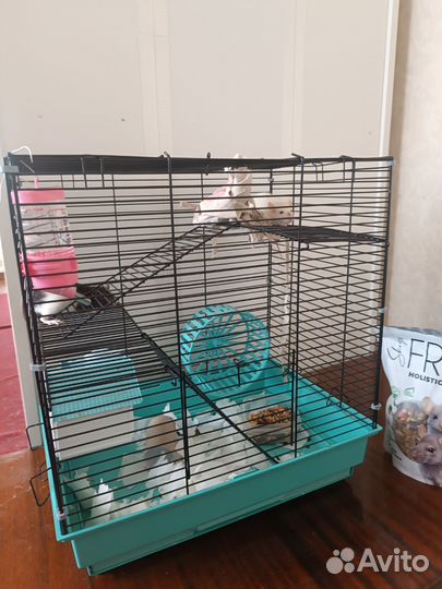 Две крысы с клеткой