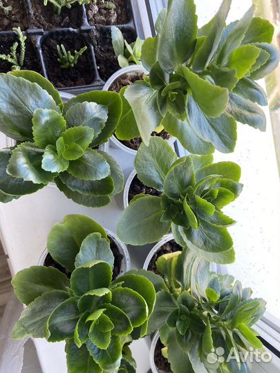 Каланхое розовое