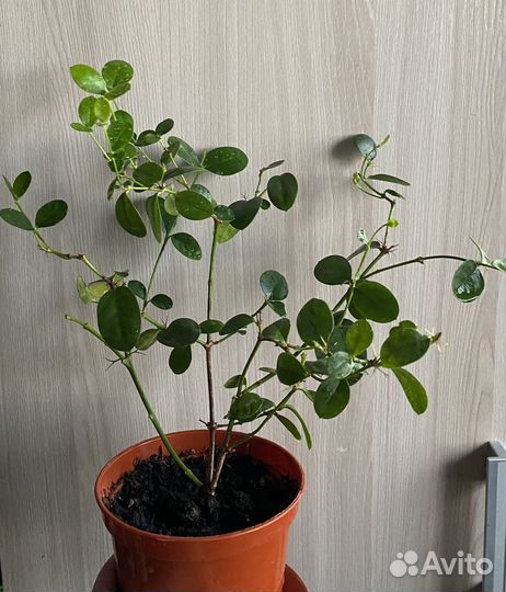 Карисса, комнатная слива