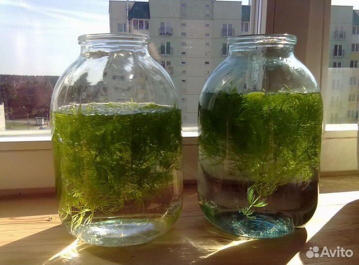 Аквариумное растение