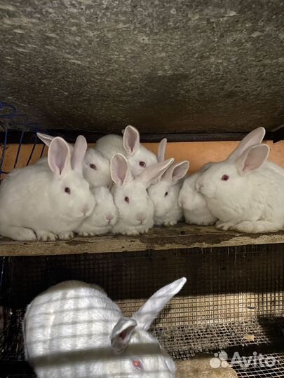 Кролики мясных пород
