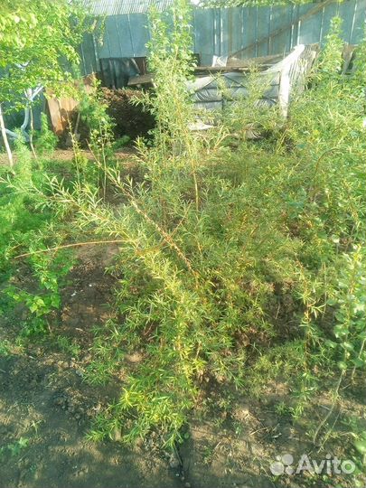 Ива плакучая