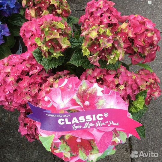 Гортензия крупнолистная:новинки селекции. Доставка