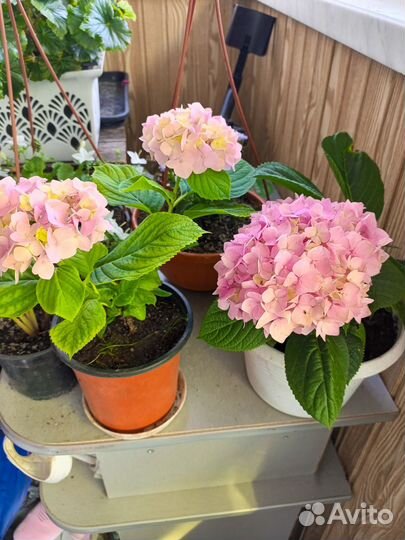 Гортензия розовая крупнолистная