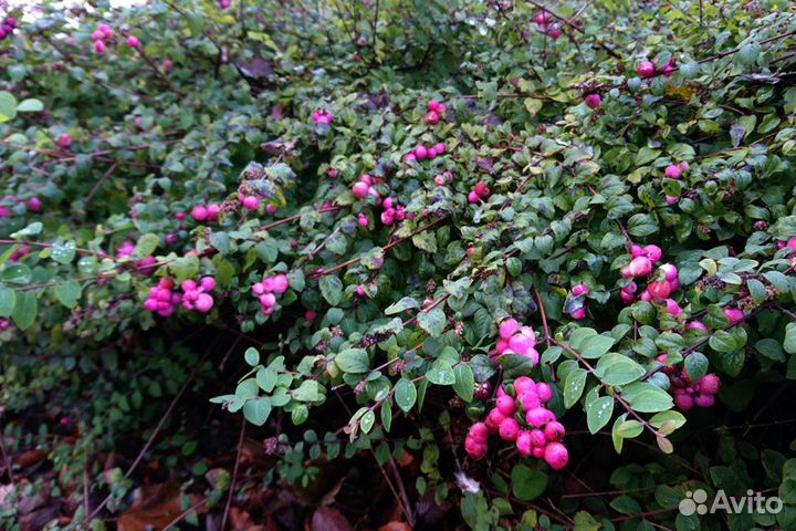 Снежноягодник розовый, Алоэ Вера