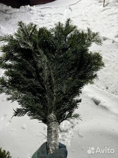 Еловые ветки