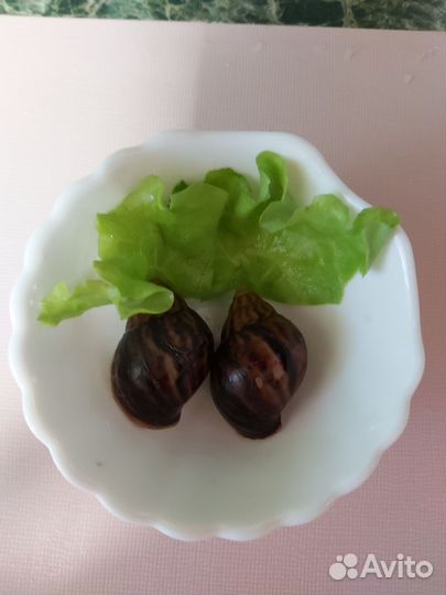 Улитки ахатины