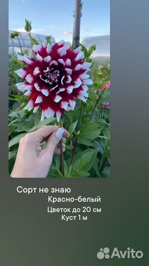 Клубни георгин