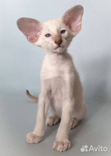 Ориентальные котята