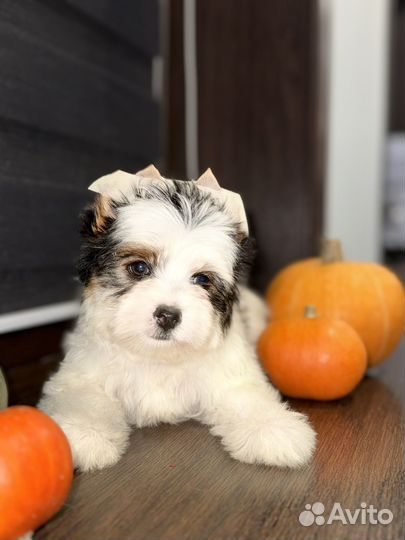 Щенки Бивера девочки