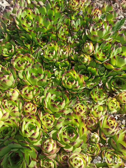 Саженцы, цветы, мята