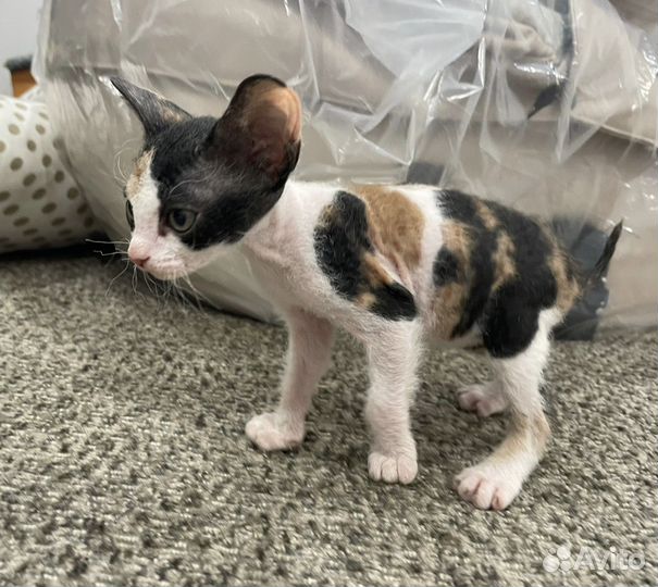 Котята сфинкса