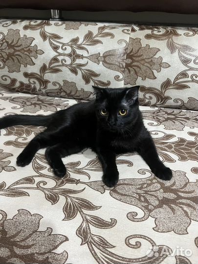 Кошка бесплатно