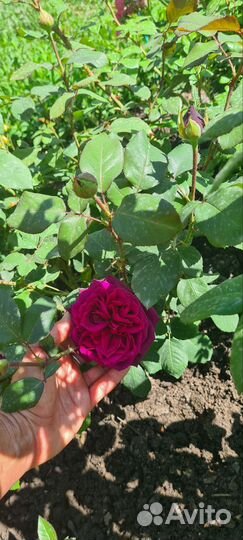 Саженцы розы графиня Диана