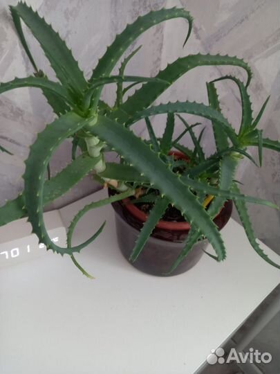 Алоэ древовидное