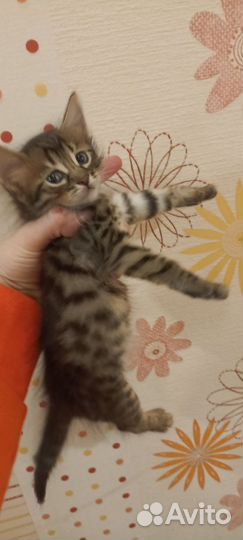 Бенгальские котята